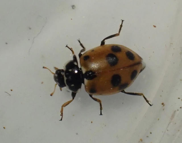Hippodamia variegata - tizenhárompettyes katica