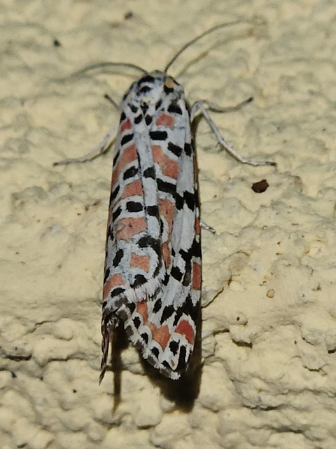 Utetheisa pulchella - vérpettyes medvelepke