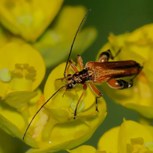 Oedemera podagrariae - székfű-álcincér