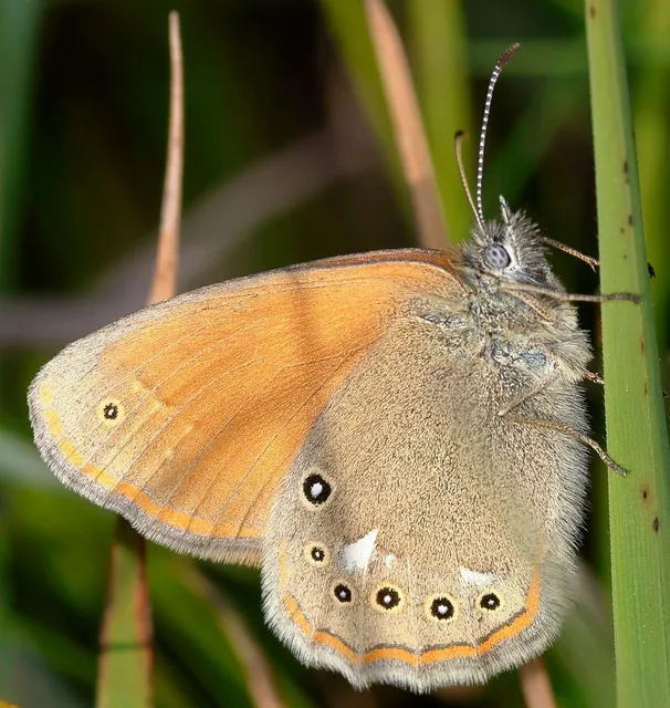 Coenonympha glycerion - közönséges szénalepke