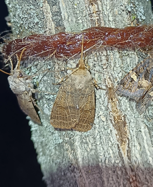 Anchoscelis nitida - rozsdabarna őszibagoly
