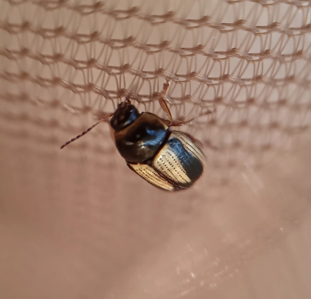 Cryptocephalus connexus - sávos zömökbogár