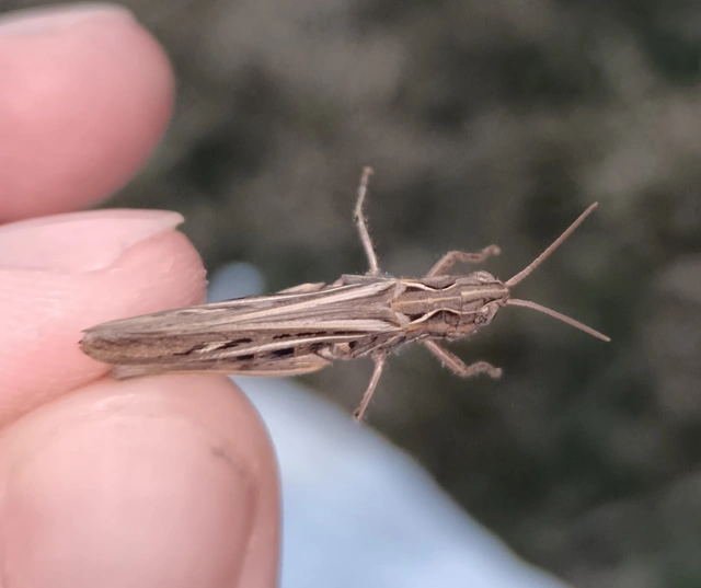 Chorthippus