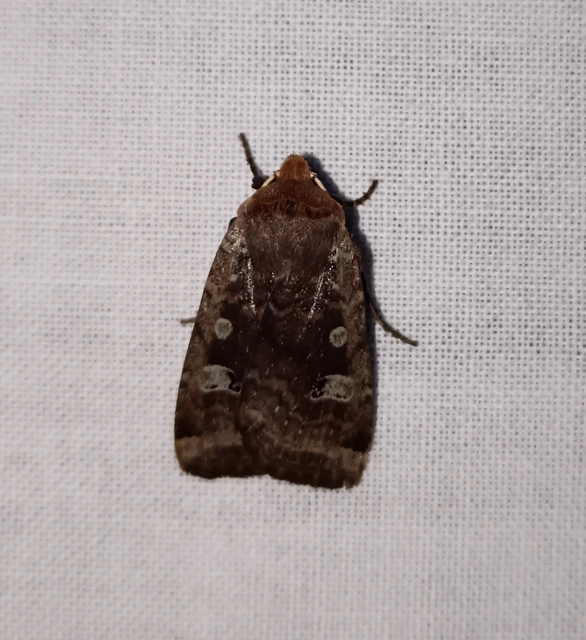 Conistra erythrocephala - vörösfejű őszibagoly