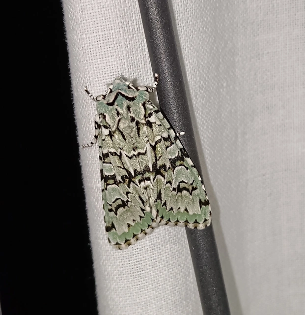 Griposia aprilina - őszi zöldbagoly