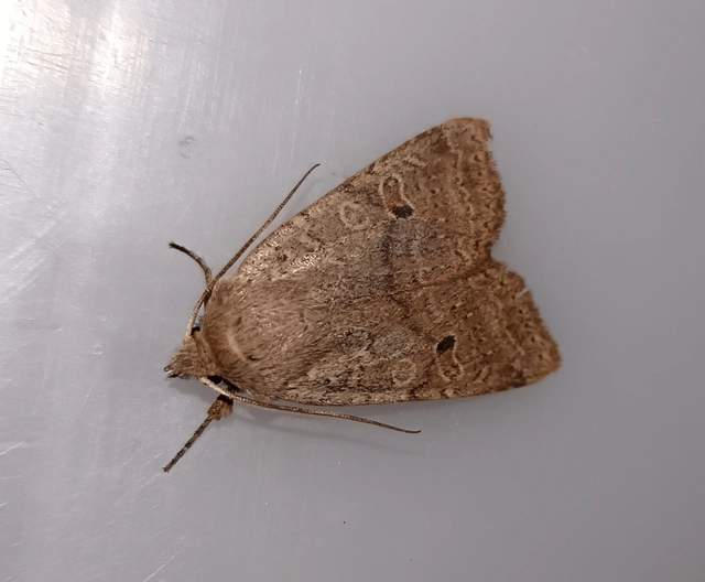 Propenistra laevis - könnyű őszibagoly