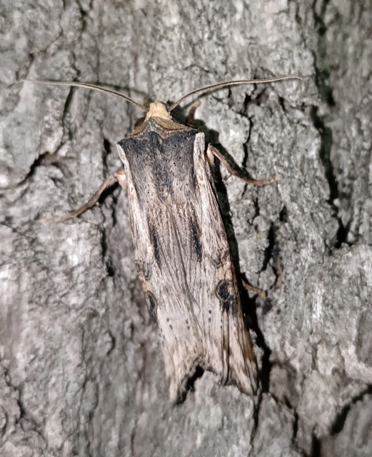 Xylena exsoleta - szürke fabagoly
