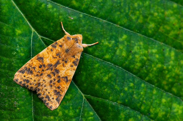 Cirrhia gilvago - foltos sárgabagoly