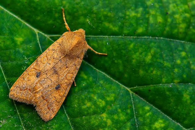 Sunira circellaris - okkersárga őszibagoly