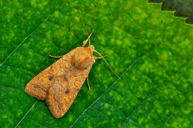 Sunira circellaris - okkersárga őszibagoly