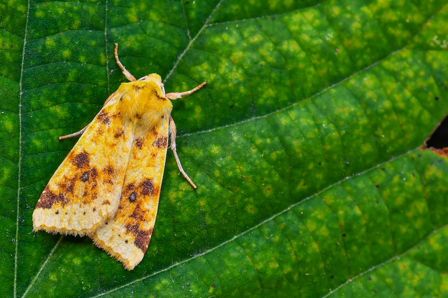 Cirrhia icteritia - nyárfa-sárgabagoly