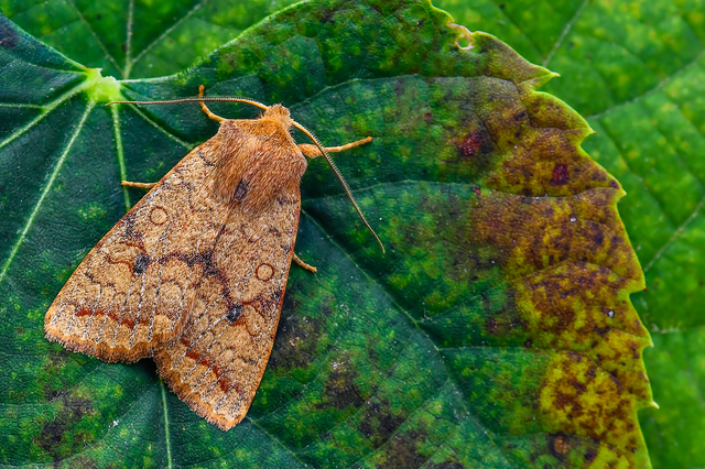 Sunira circellaris - okkersárga őszibagoly