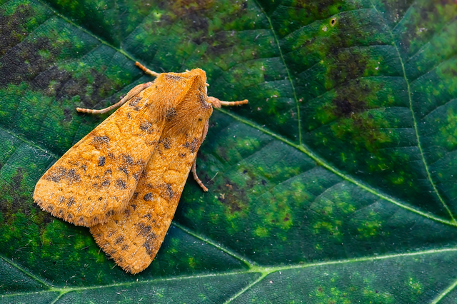 Cirrhia gilvago - foltos sárgabagoly