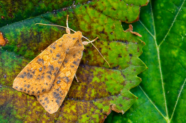 Cirrhia gilvago - foltos sárgabagoly