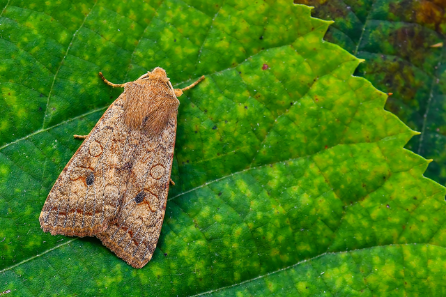 Sunira circellaris - okkersárga őszibagoly