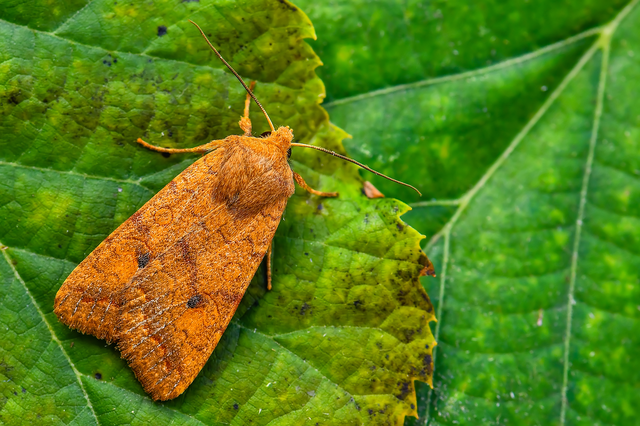 Sunira circellaris - okkersárga őszibagoly