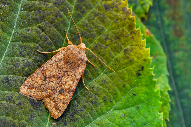Sunira circellaris - okkersárga őszibagoly