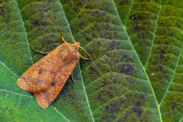 Sunira circellaris - okkersárga őszibagoly