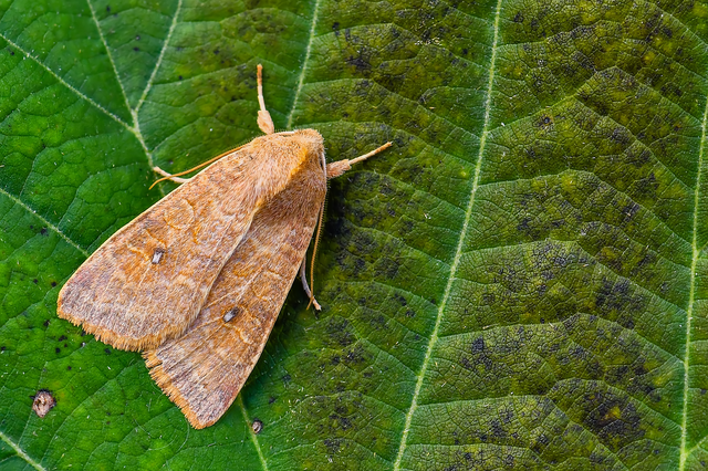 Cirrhia ocellaris - fakó sárgabagoly