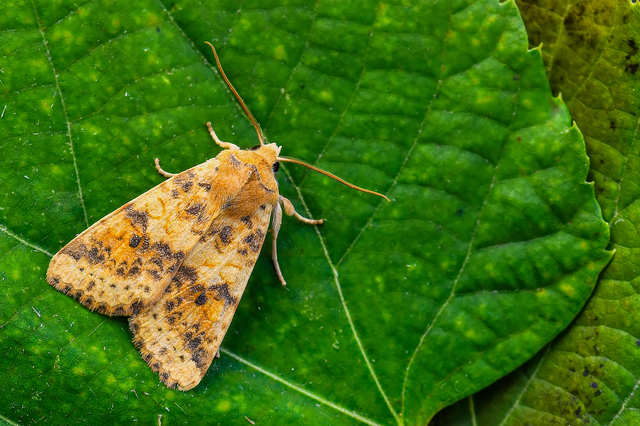 Cirrhia gilvago - foltos sárgabagoly