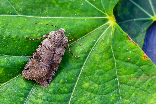 Anchoscelis litura - tarka őszibagoly