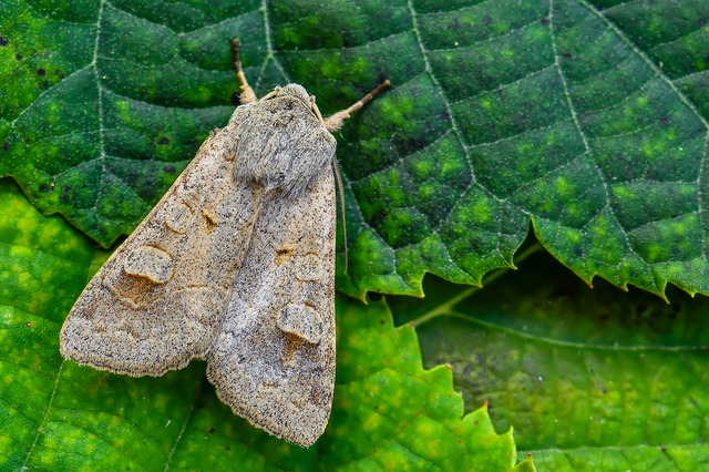Ammoconia caecimacula - szürke őszibagoly