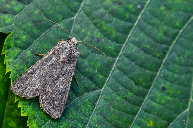 Agrotis segetum - vetési földibagoly