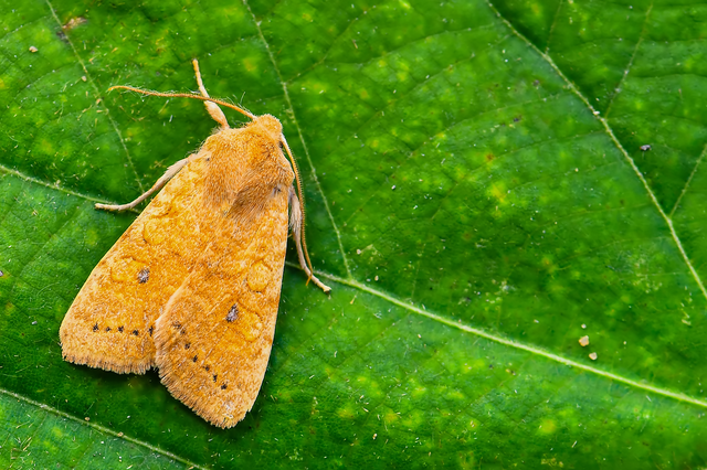 Cirrhia gilvago - foltos sárgabagoly