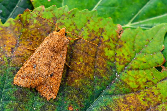 Sunira circellaris - okkersárga őszibagoly