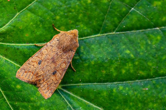 Sunira circellaris - okkersárga őszibagoly