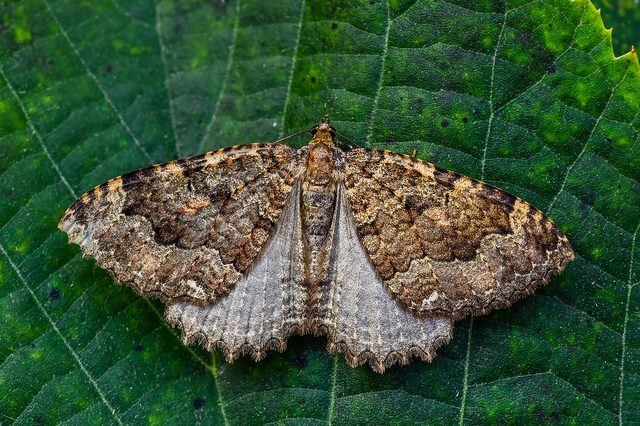 Triphosa dubitata - kutyabenge-araszoló