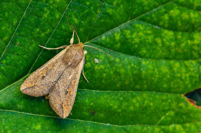 Mythimna unipuncta - hordabagoly