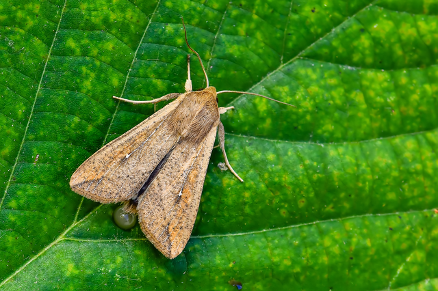 Mythimna unipuncta - hordabagoly