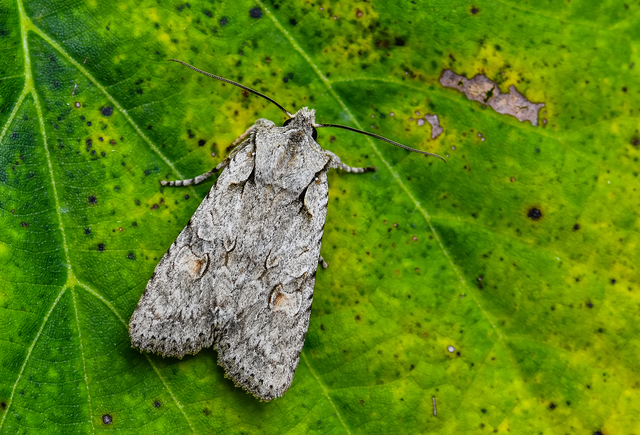 Lithophane ornitopus - közönséges fabagoly