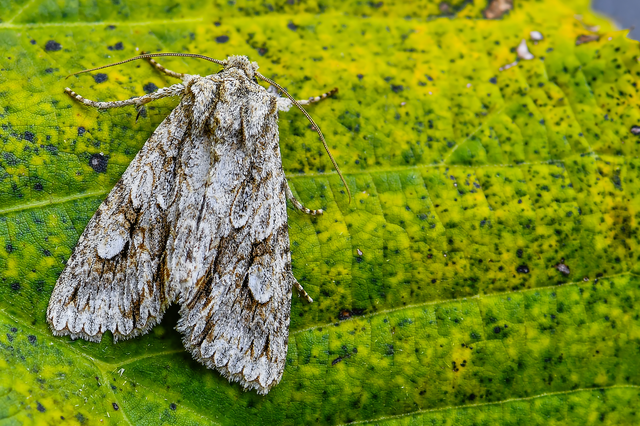 Meganephria bimaculosa - kétfoltos szilbagoly