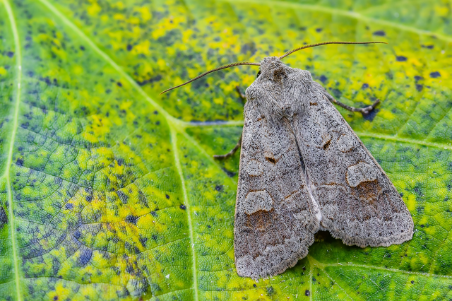 Ammoconia caecimacula - szürke őszibagoly