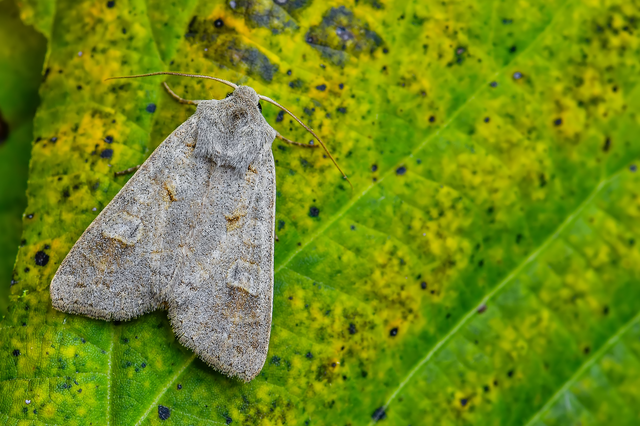 Ammoconia caecimacula - szürke őszibagoly