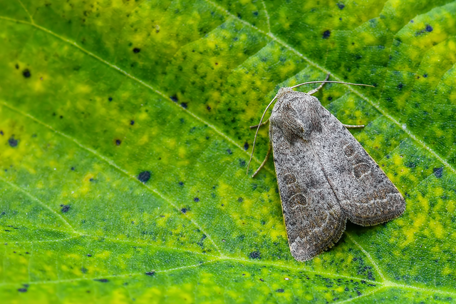 Hoplodrina ambigua - tömeges selymesbagoly