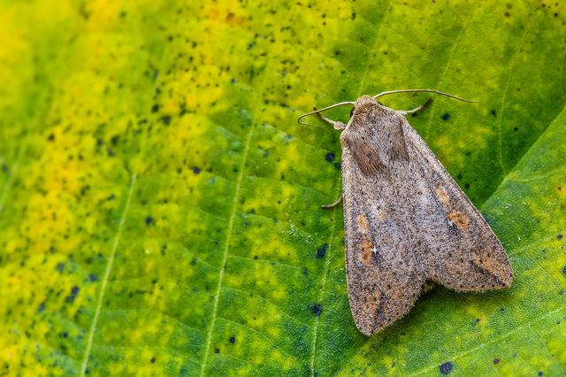 Mythimna unipuncta - hordabagoly