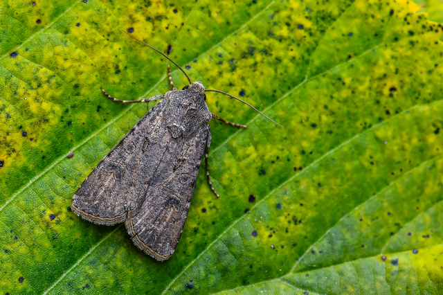 Agrotis segetum - vetési földibagoly