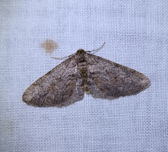 Agriopis bajaria - kökény-téliaraszoló