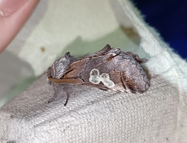 Diloba caeruleocephala - őszi kékesbagoly