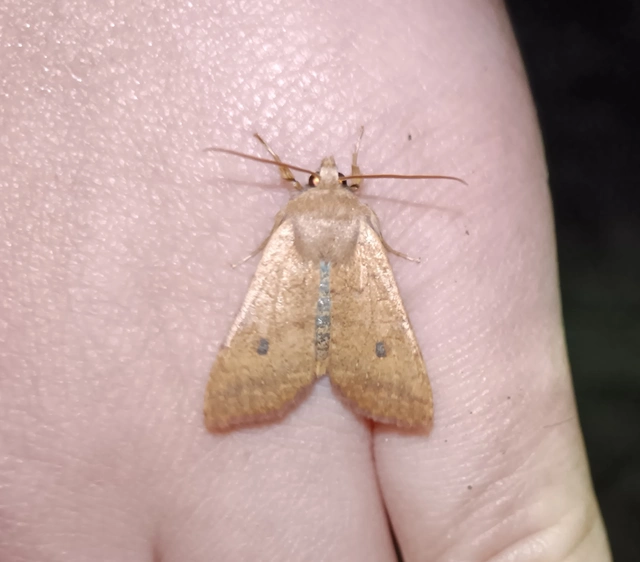 Sunira circellaris - okkersárga őszibagoly