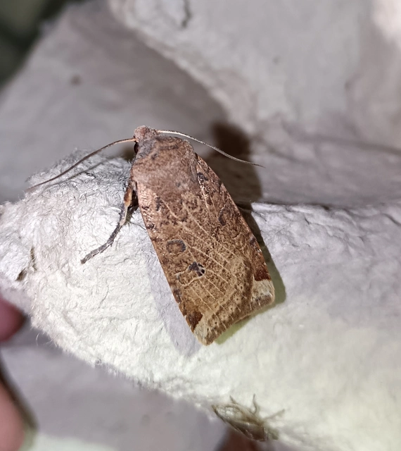 Conistra veronicae - veronika-őszibagoly