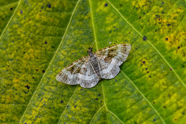 Epirrhoe alternata - galaj-tarkaaraszoló