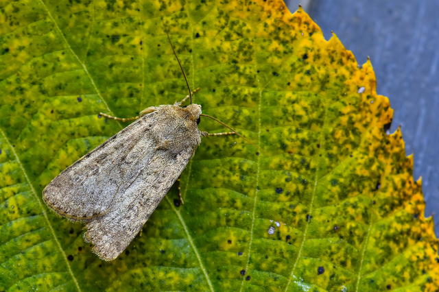 Rhyacia simulans - hamvas földibagoly