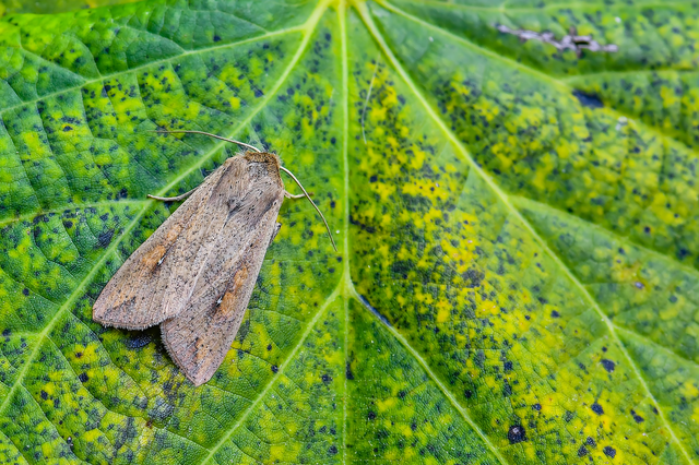Mythimna unipuncta - hordabagoly