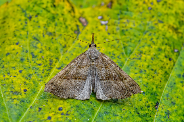 Hypena proboscidalis - ormányos karcsúbagoly