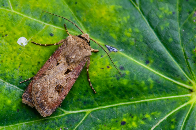 Agrotis exclamationis - felkiáltójeles földibagoly