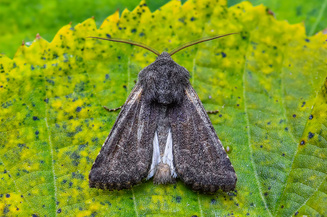 Aporophyla lutulenta - sziki őszibagoly